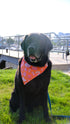 Orange Seashell Slip On Bandana